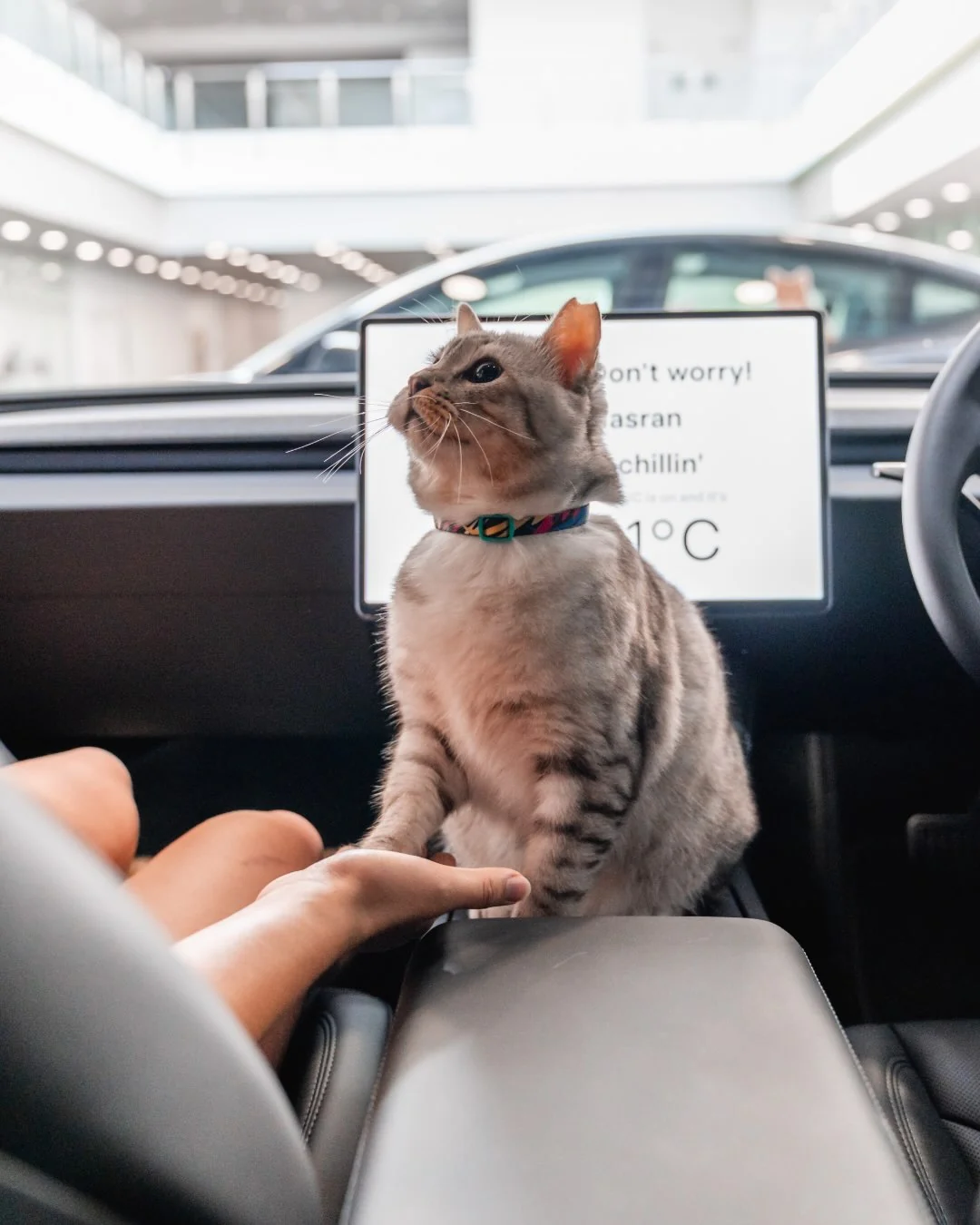 猫也喜欢特斯拉！ 宠物模式在汽车锁上时仍保持空调运行，让您的宠物保持舒适和安全。 @teslamotorsmys