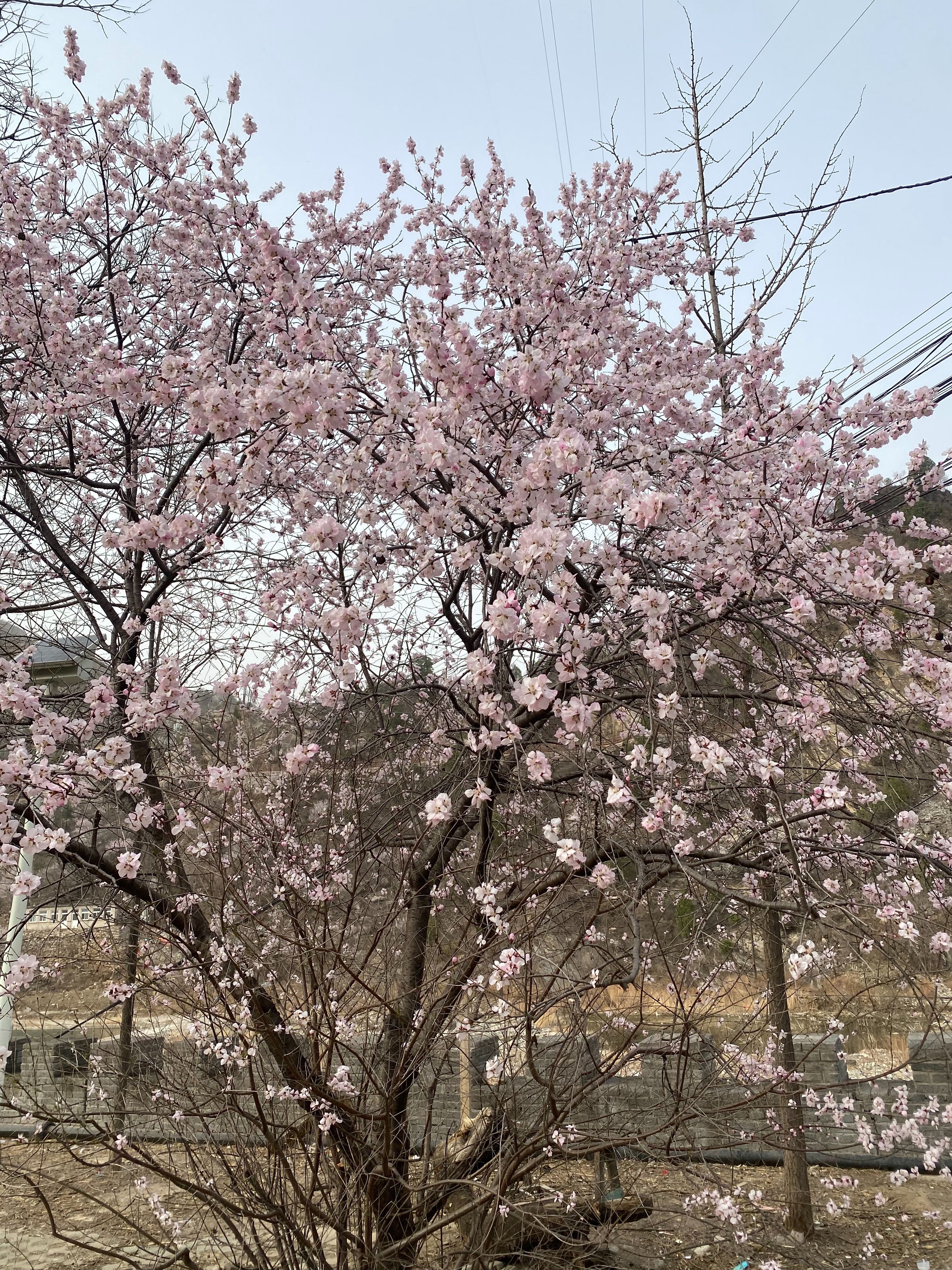 特友帖子图片