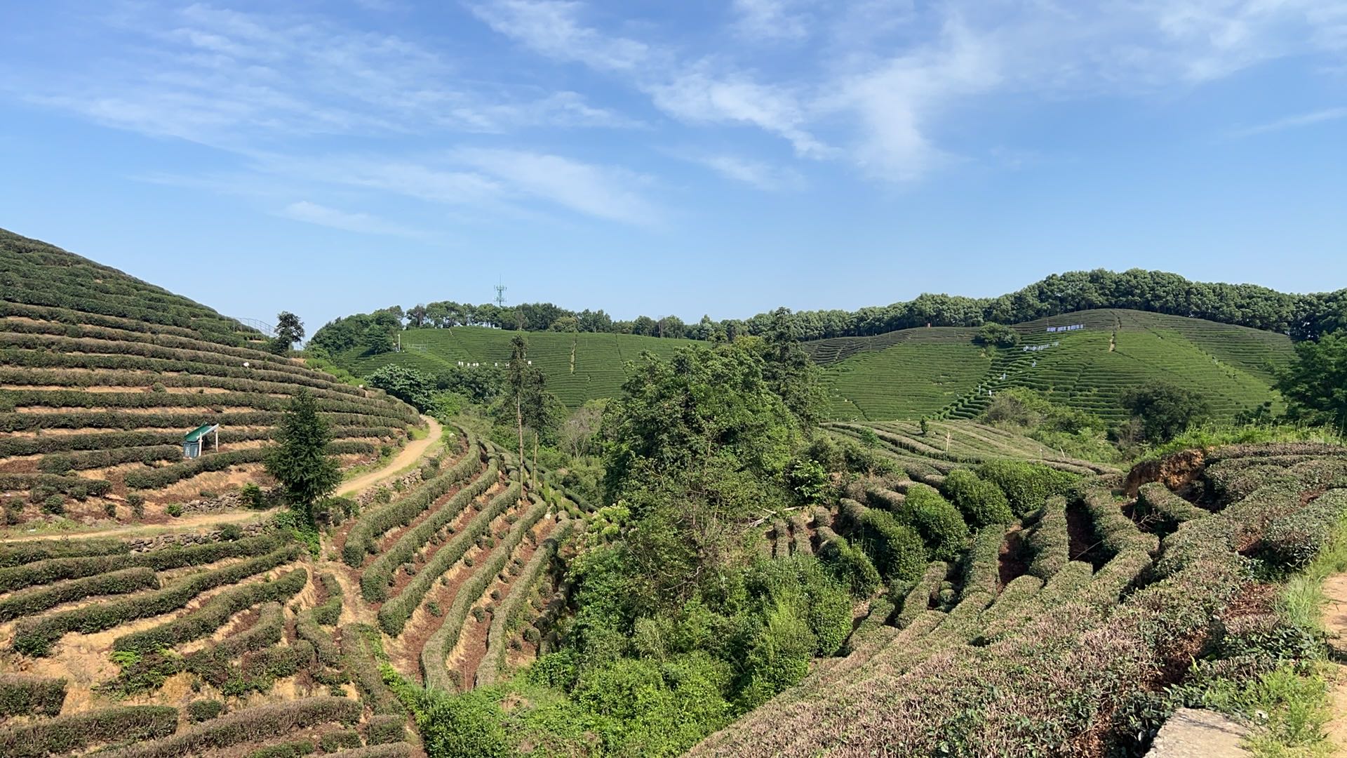 周日带上小特去徒步#户外