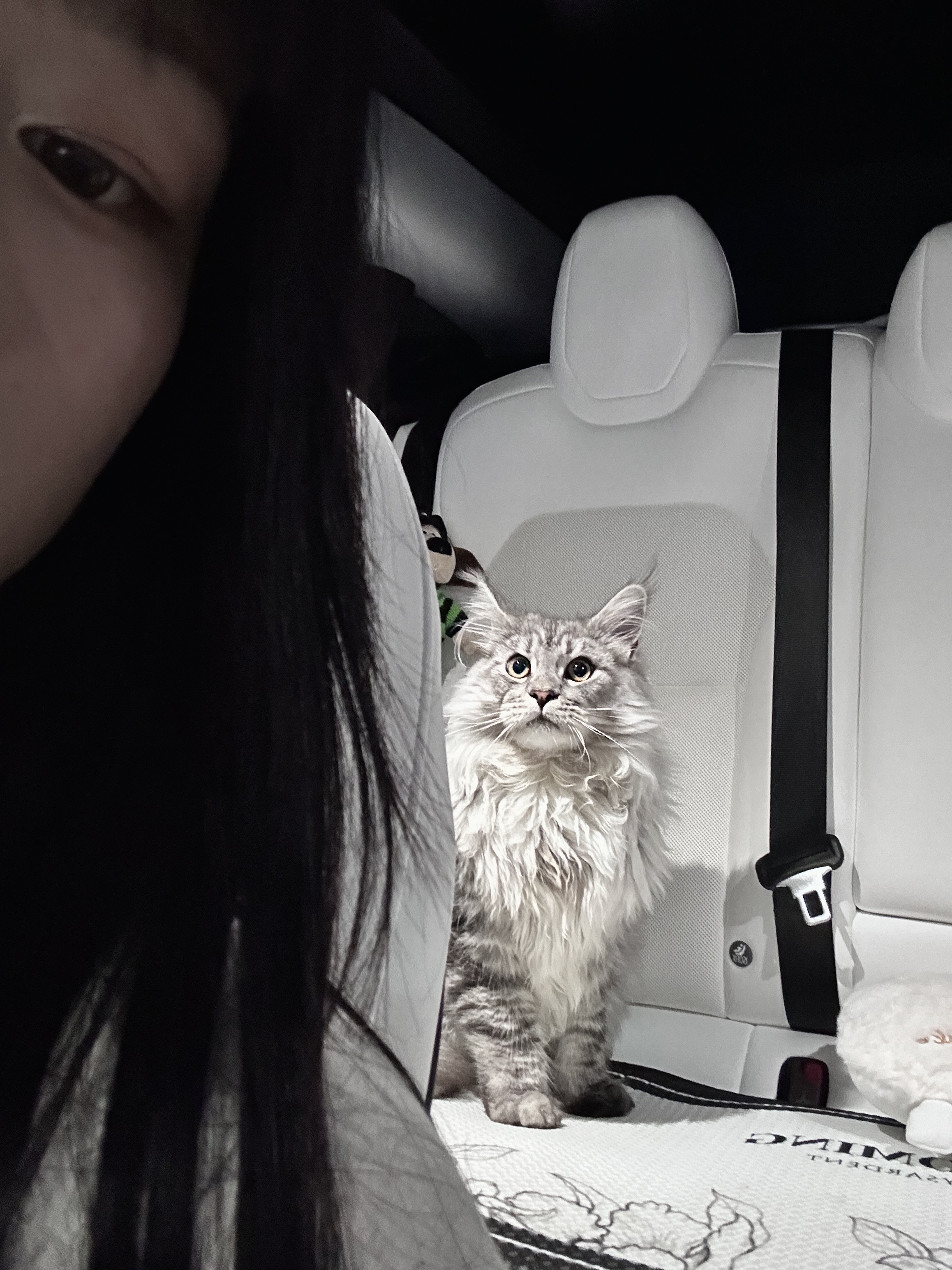 我的特斯拉车搭子 可爱与帅气并存！ 猫咪坐车车
可爱的手手一挥 猪咪～
#特斯拉 #特斯拉女车主#车内拍照 #小猫书 @小橘团子🍊