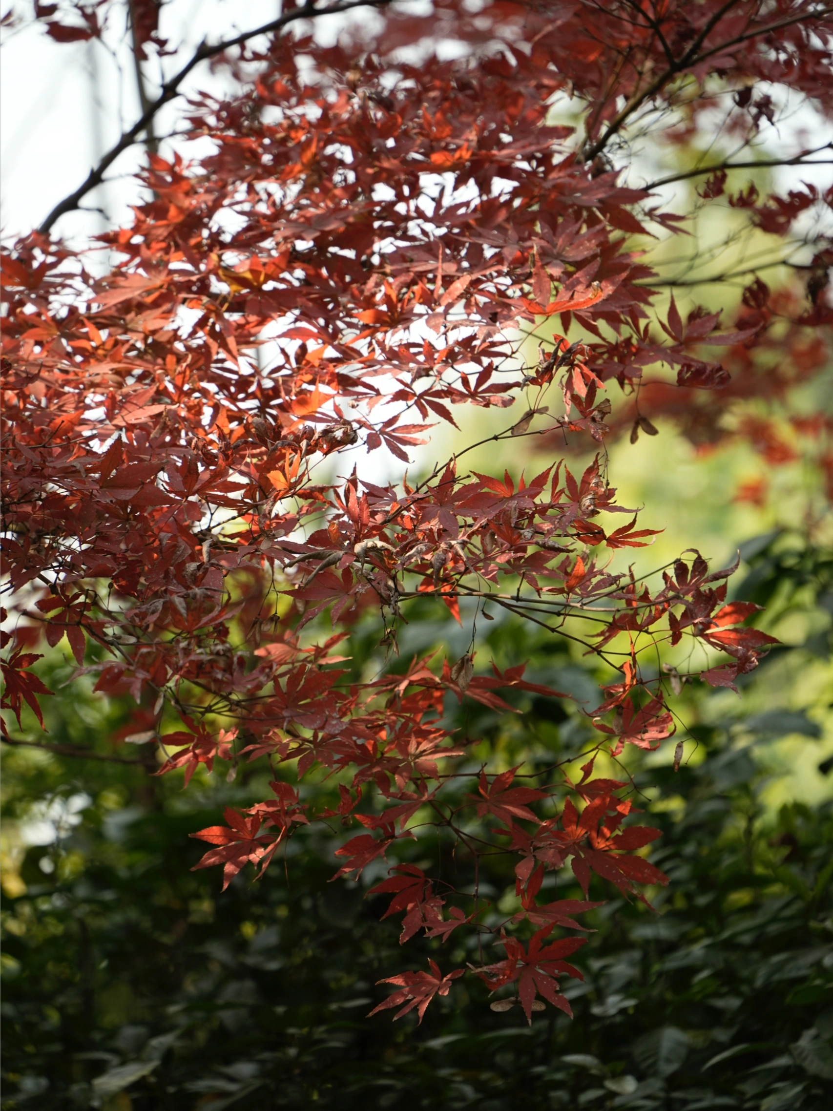 🔴𝚃𝚎𝚜𝚕𝚊｜“循环在自己的喜欢里” 梧桐叶缓缓飘落的午后，
打开后备箱——露营椅，
一杯桂花茶，一小棵圣诞树。
不多，却足够让这个十二月的缝隙透进光。
	
风穿过枝桠，
沙沙声里藏着时间的密语。
	
最简单的拥有，
往往最接近自由。
在循环的日常里，
打捞属于自己的粼粼波光。
	
#汽车博主 #特斯拉 #女生车内饰 #12月 #圣诞氛围 #圣诞树装饰 #特斯拉modely #女性成长 #碎片是生活的记录 #后备箱露营 @➰YY.
