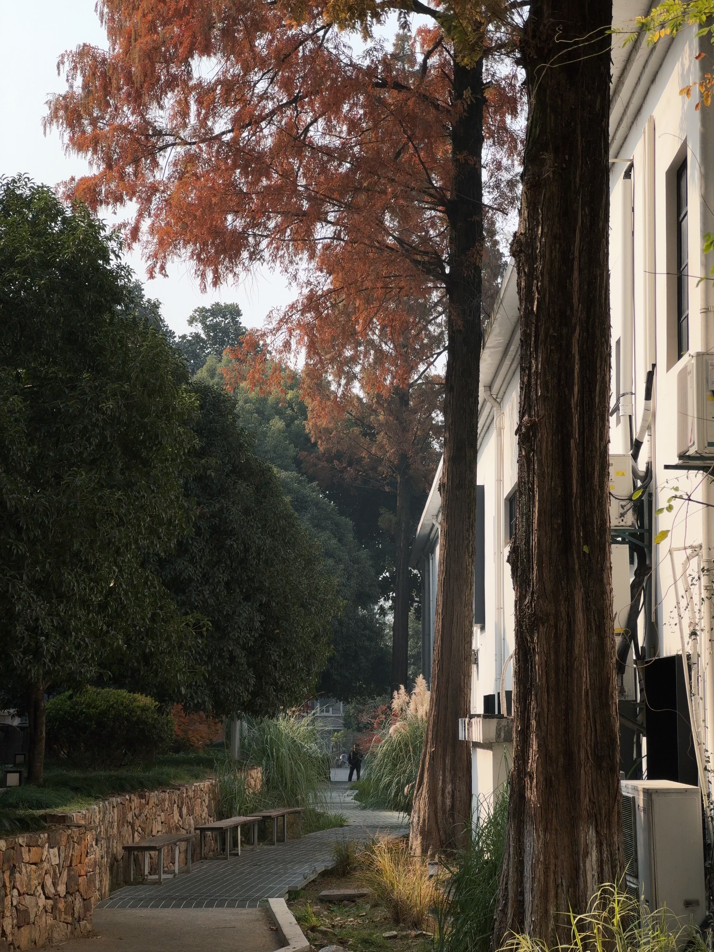 🔴𝚃𝚎𝚜𝚕𝚊｜“循环在自己的喜欢里” 梧桐叶缓缓飘落的午后，
打开后备箱——露营椅，
一杯桂花茶，一小棵圣诞树。
不多，却足够让这个十二月的缝隙透进光。
	
风穿过枝桠，
沙沙声里藏着时间的密语。
	
最简单的拥有，
往往最接近自由。
在循环的日常里，
打捞属于自己的粼粼波光。
	
#汽车博主 #特斯拉 #女生车内饰 #12月 #圣诞氛围 #圣诞树装饰 #特斯拉modely #女性成长 #碎片是生活的记录 #后备箱露营 @➰YY.