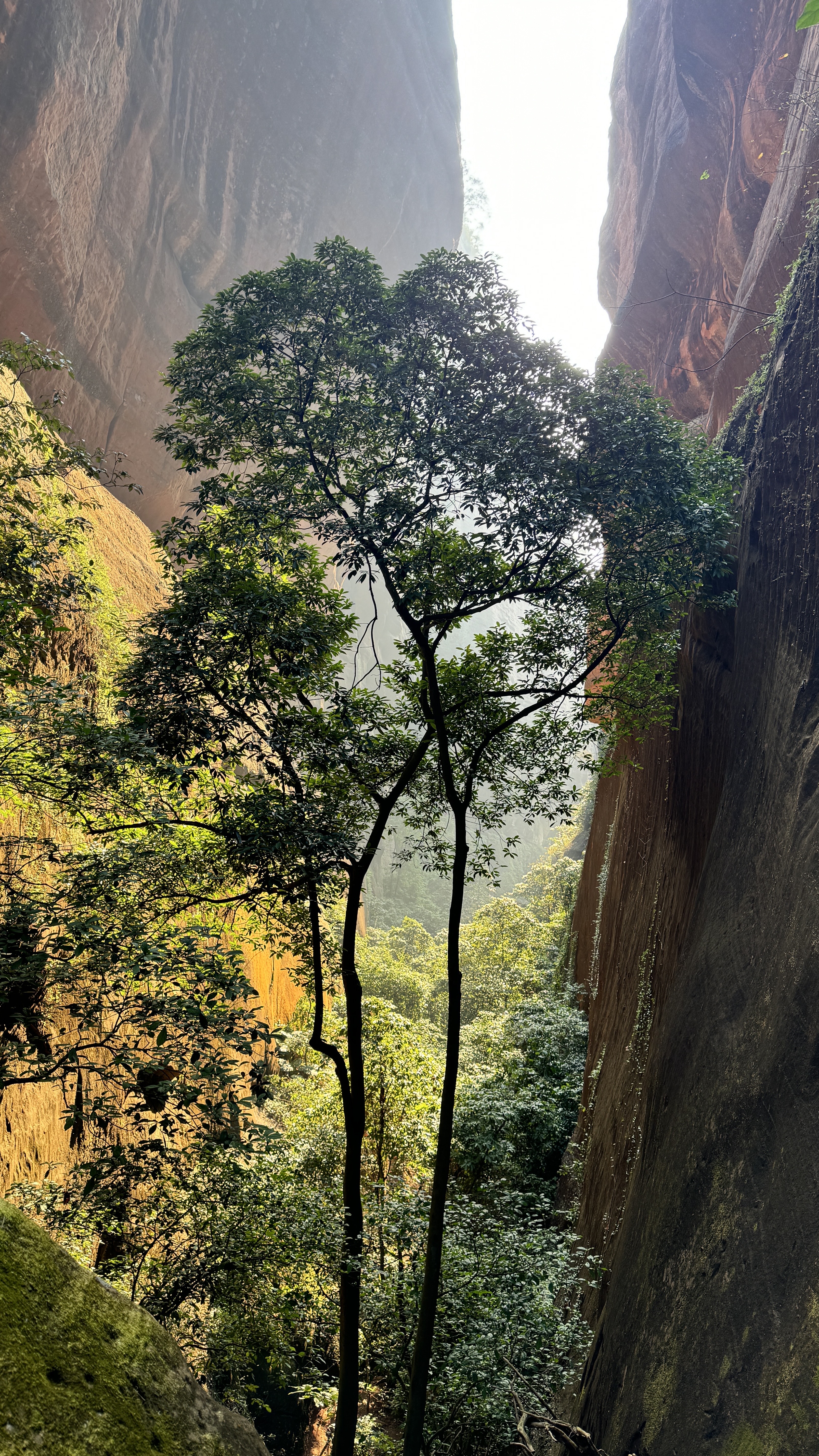 韶关野丹霞｜包出片的呀🤓 环线全程16公里，爬升700+，耗时约 8h
起点导航：韶关丹霞山龙坑农庄
	
新手友好，部分路段需要攀爬，最好带上手套和长衣长裤，大部分都有遮荫，原始森林感拉满。
👍👍👍
	
#每周一山 #爬野山乐趣 #野攀的快乐你想象不到 #徒步丈量世界 #户外徒步 #感受大自然的鬼斧神工 #爬山好去处 #丹霞山 #韶关 #户外薯 @发福仙人掌
